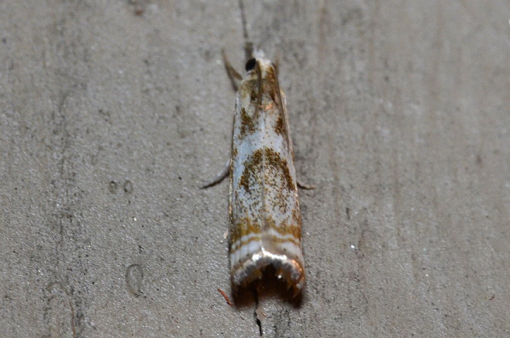 023 2014-07090971 Pointe Rok, MA.JPG - Elegamnt Grass-veneer Moth (microcrambus elegans). Pointe  Rok, MA, 7-9-2014